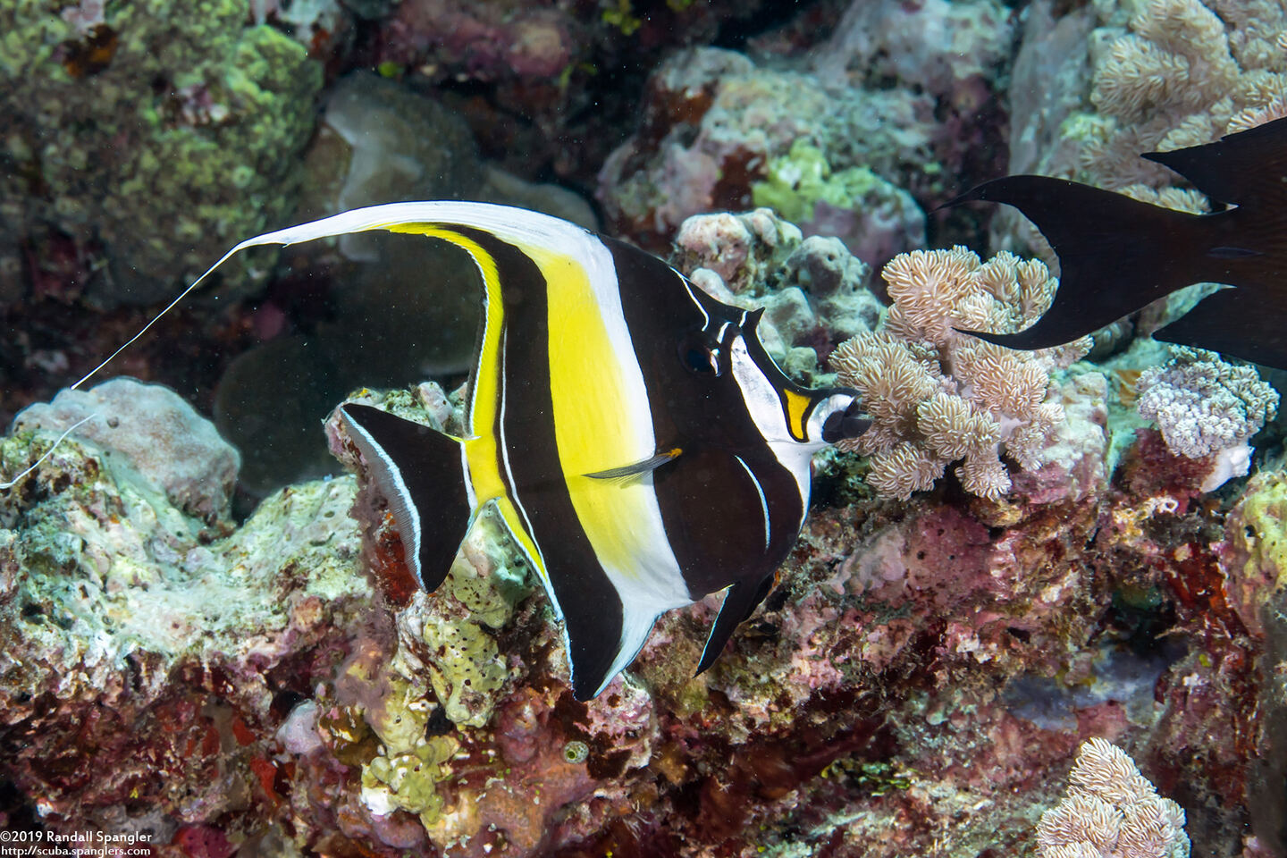 Zanclus cornutus (Moorish Idol)