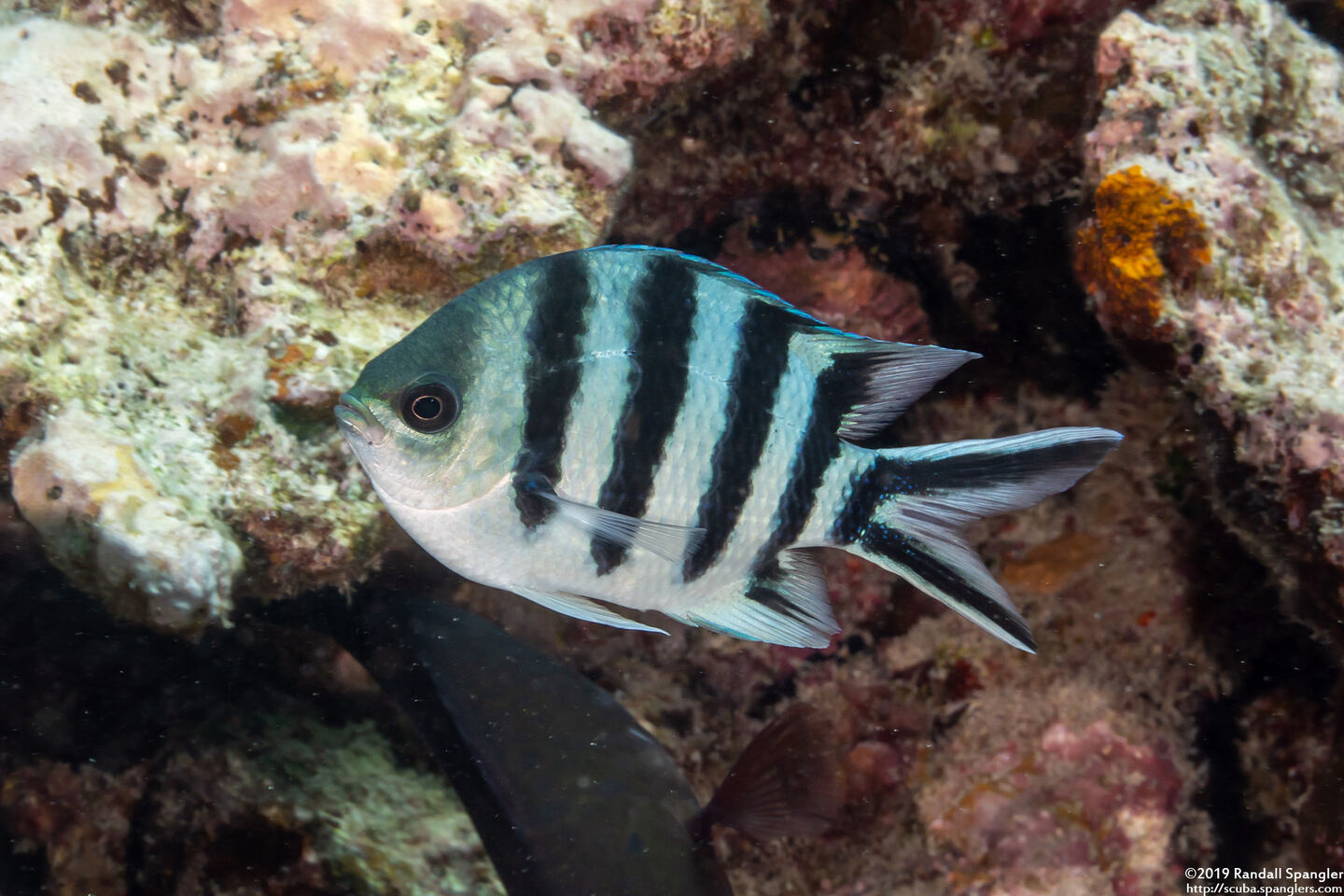 Abudefduf sexfasciatus (Scissortail Sergeant)