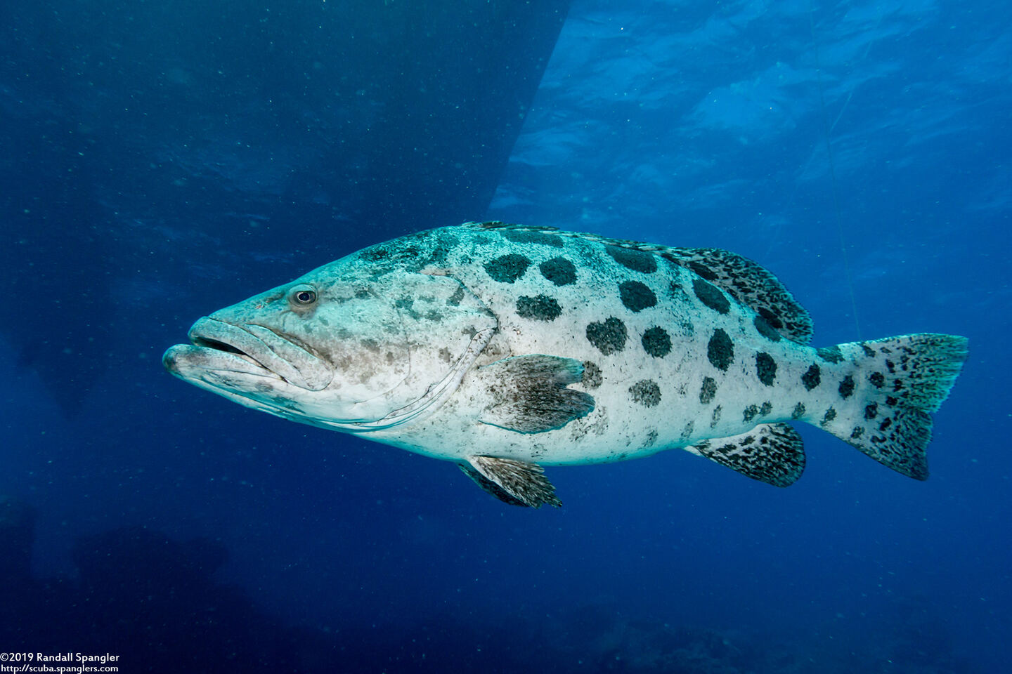 Epinephelus tukula (Potato Grouper)