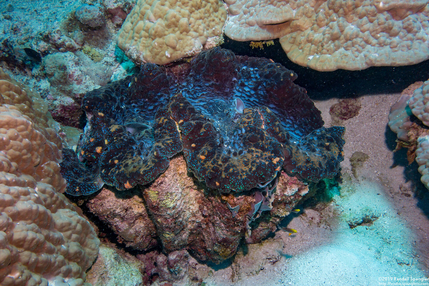 Tridacna gigas (Giant Clam)