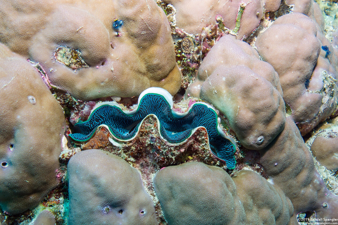 Tridacna crocea (Boring Giant Clam)