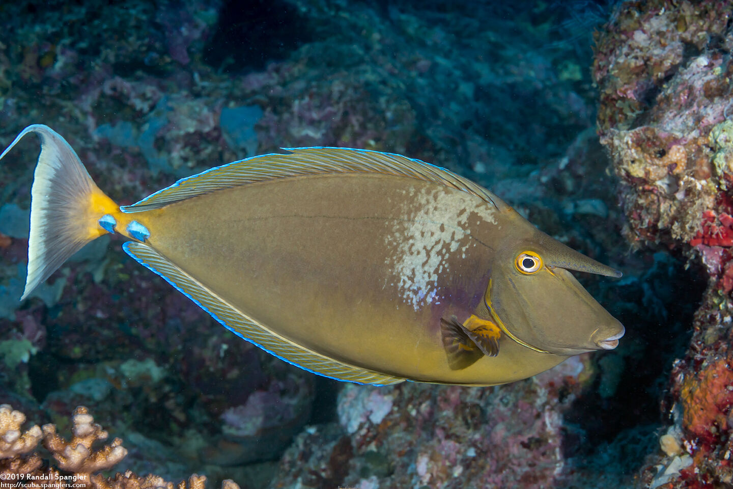 Naso unicornis (Bluespine Unicornfish)