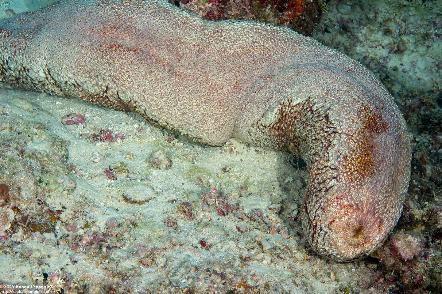 Bohadschia sp.1 (Bohadschia sp.1)