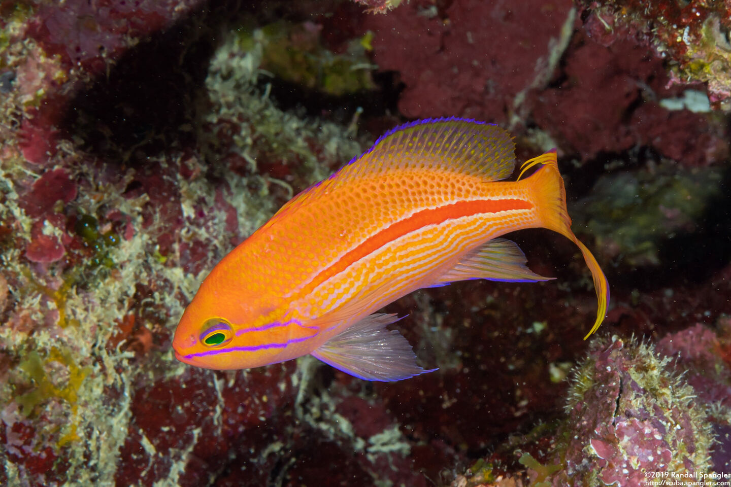 Pseudanthias gibbosus (Redstripe Anthias)
