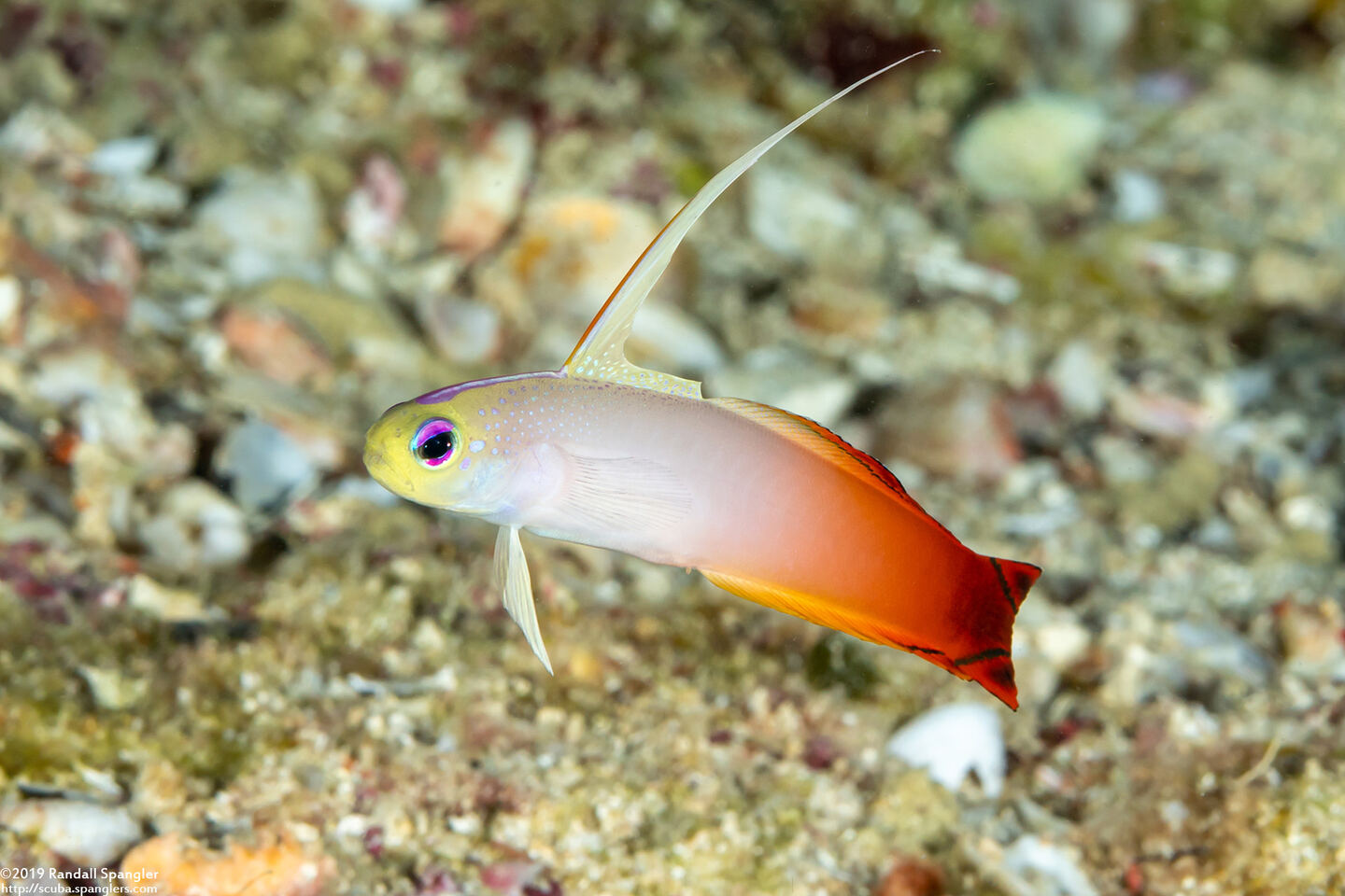 Nemateleotris magnifica (Fire Dartfish)