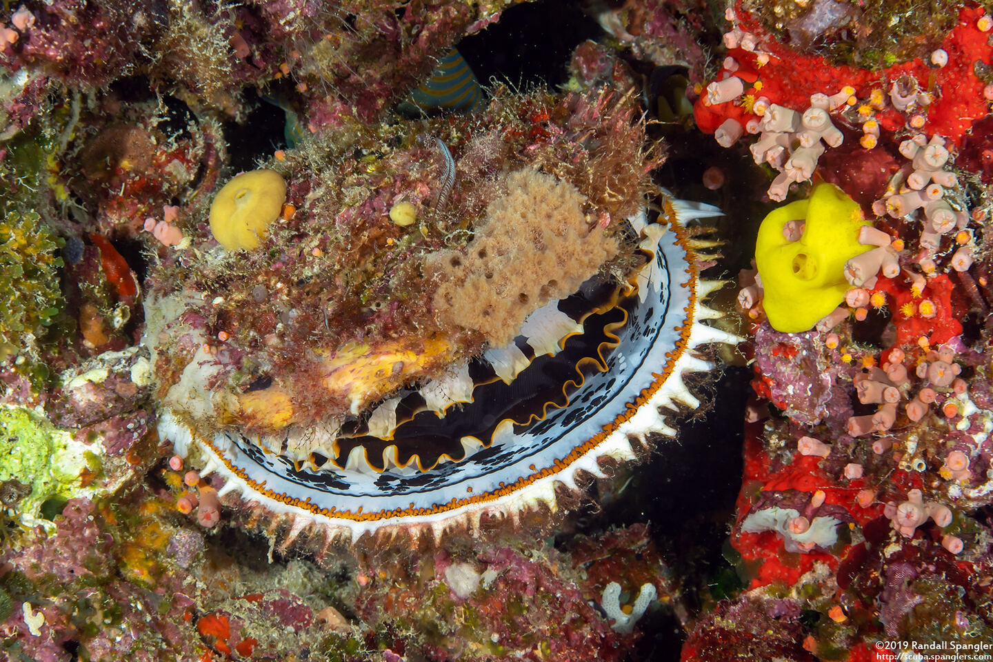 Spondylus varius (Variable Thorny Oyster)
