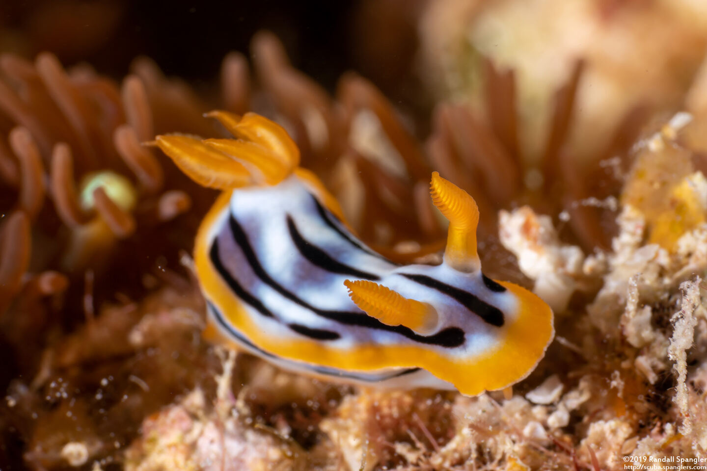 Chromodoris strigata (Streaked Chromodoris)