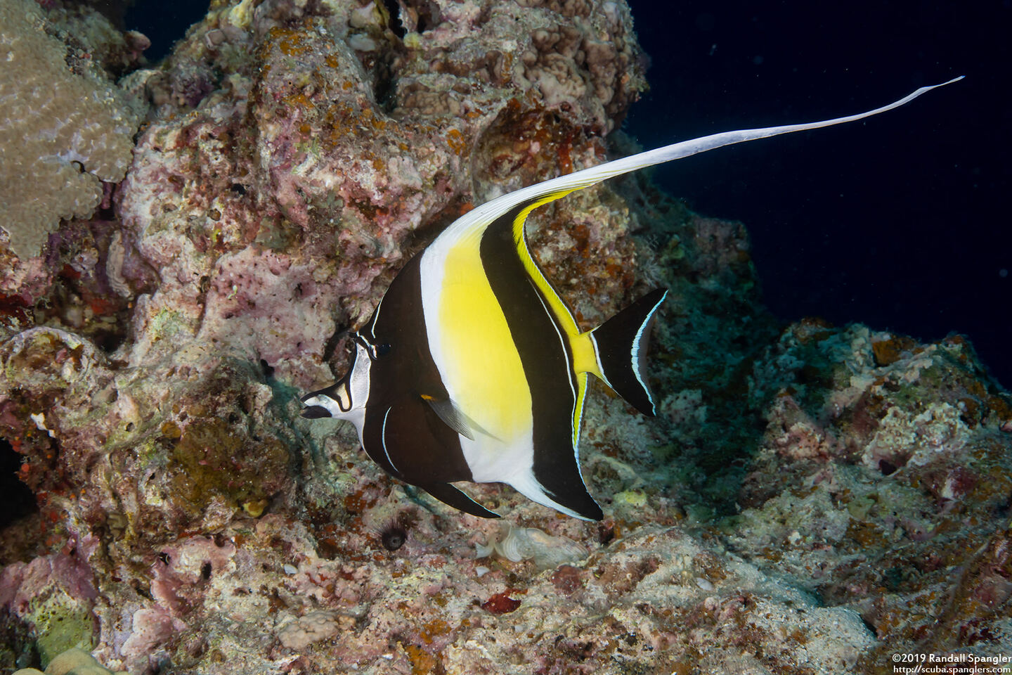 Zanclus cornutus (Moorish Idol)