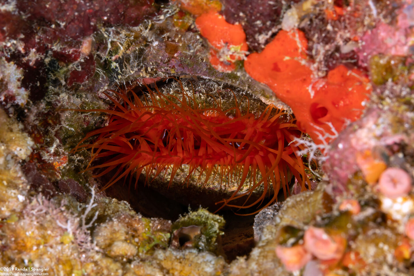 Ctenoides ales (Electric Fileclam)