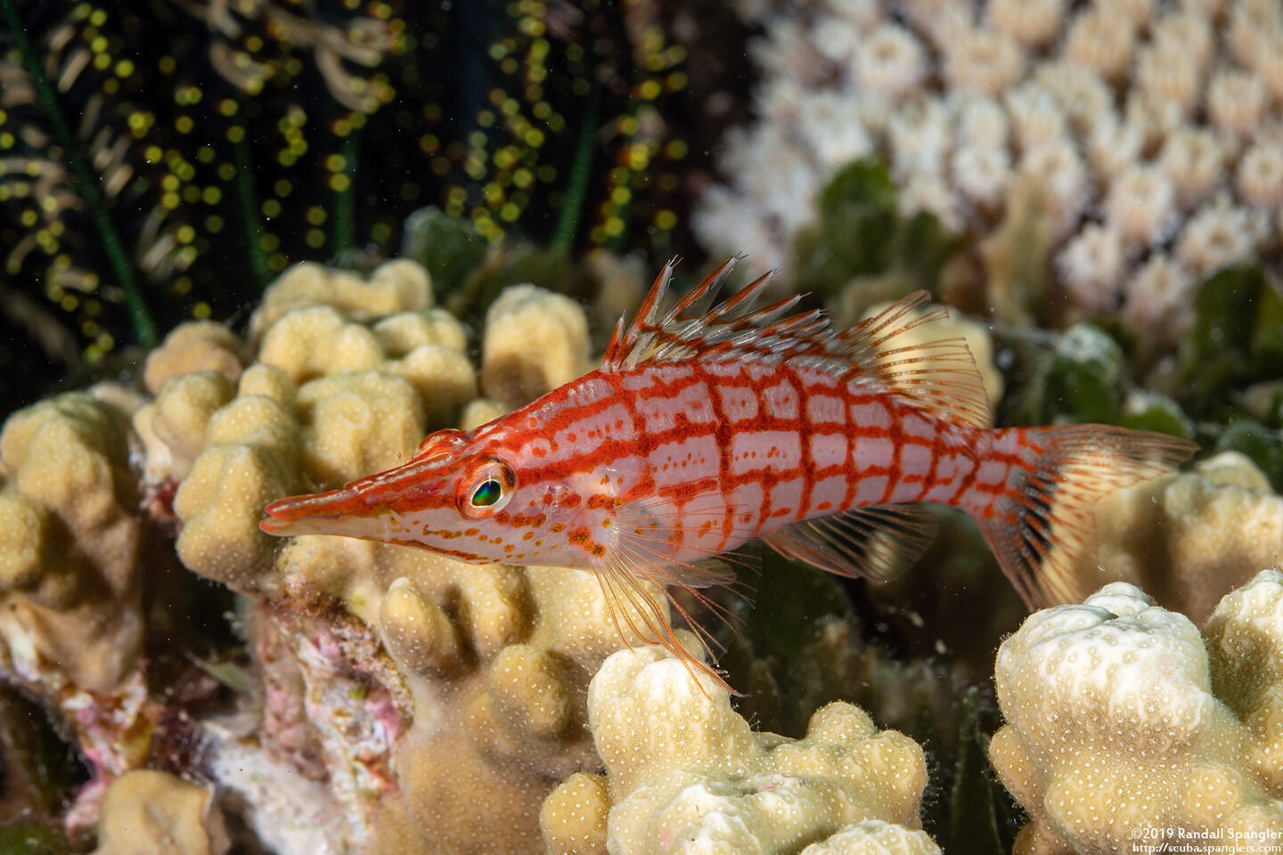 Oxycirrhites typus (Longnose Hawkfish)
