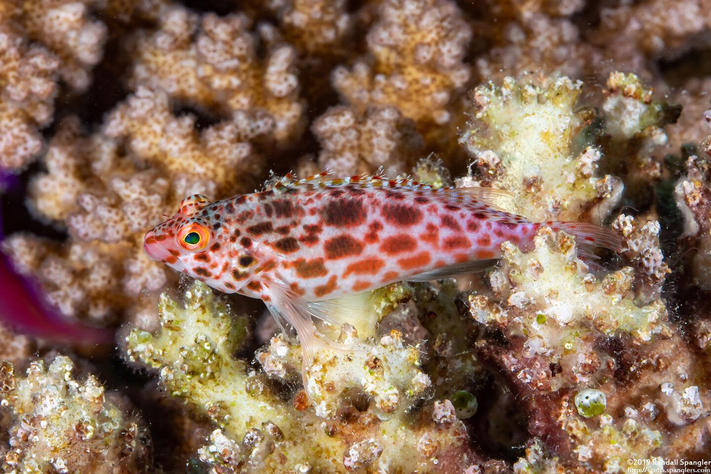 Cirrhitichthys oxycephalus (Pixy Hawkfish)