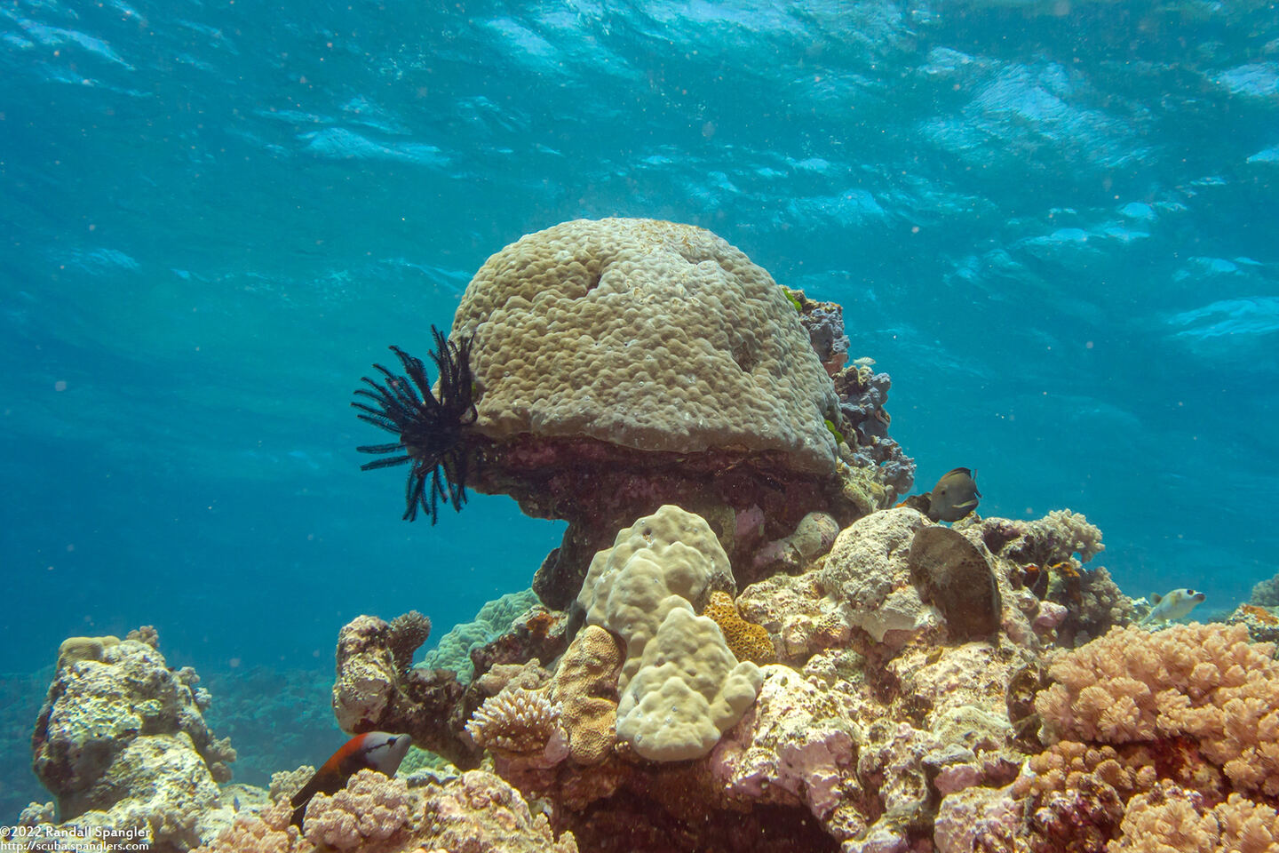 Porites sp.1 (Porites sp.1)