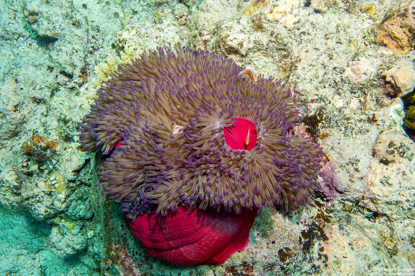Heteractis magnifica (Magnificent Sea Anemone)