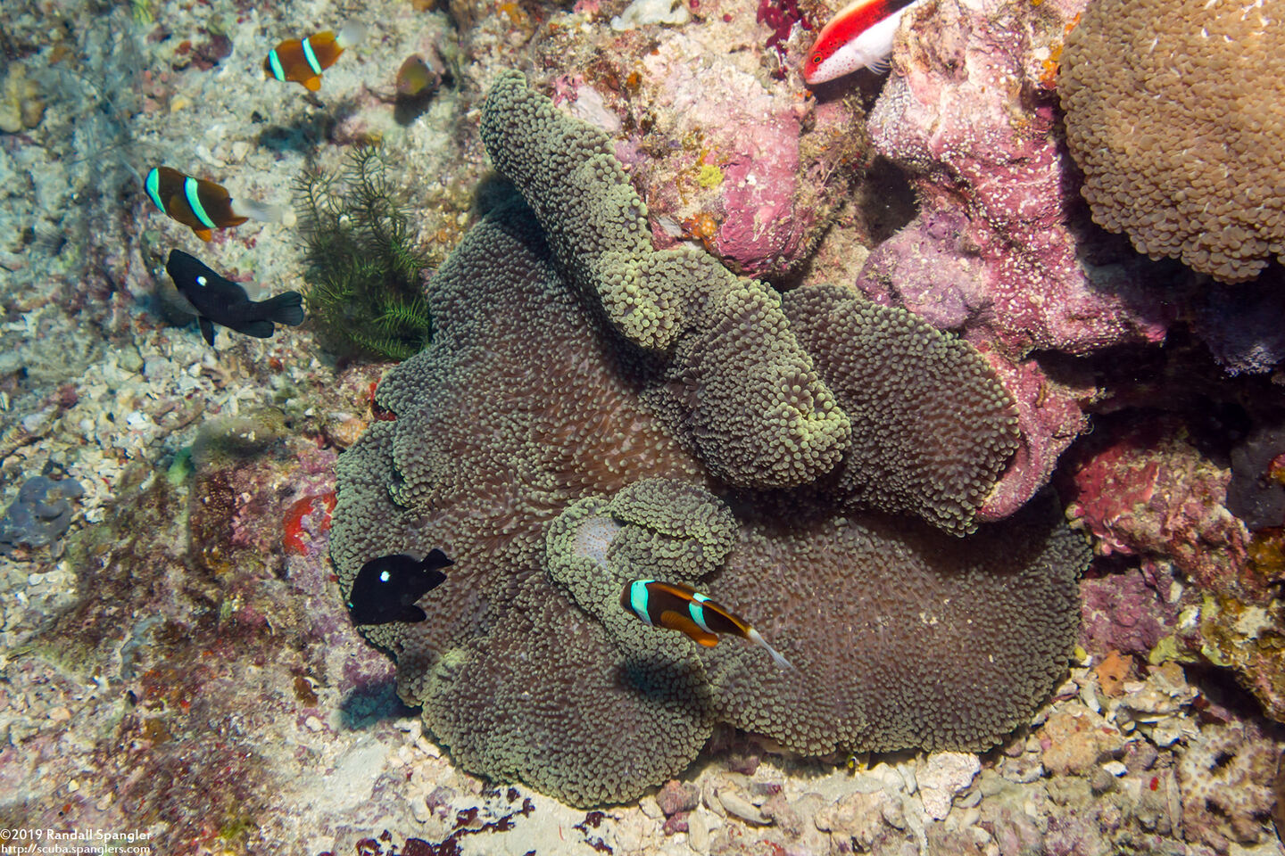 Stichodactyla mertensii (Merten's Carpet Anemone)