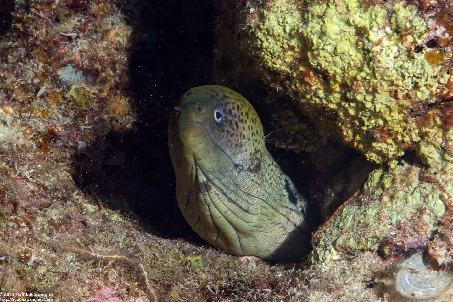 Gymnothorax javanicus (Giant Moray)