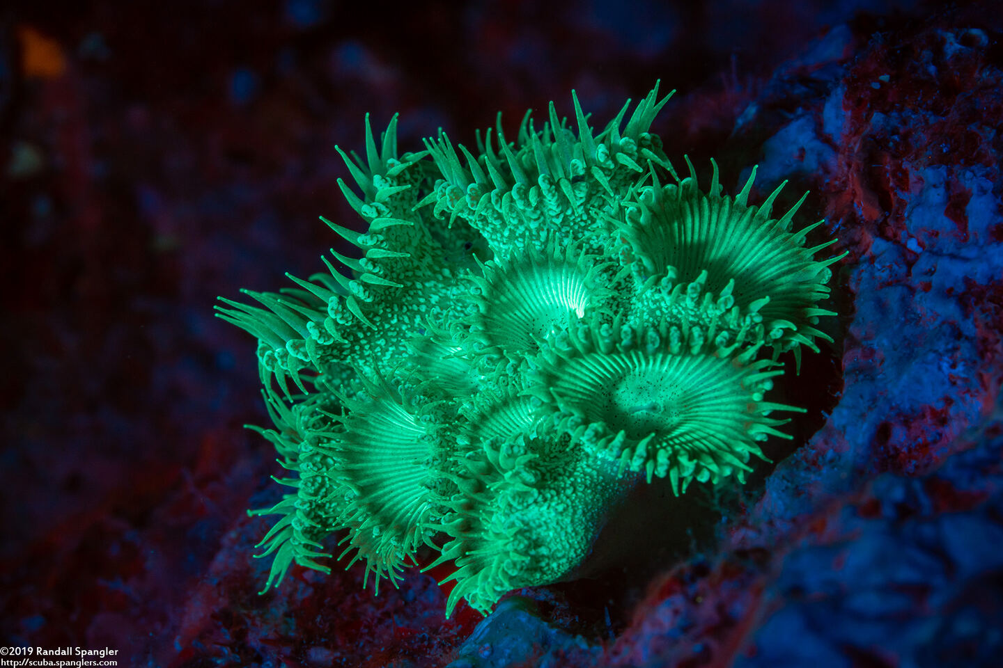 Palythoa sp.1 (Palythoa sp.1)