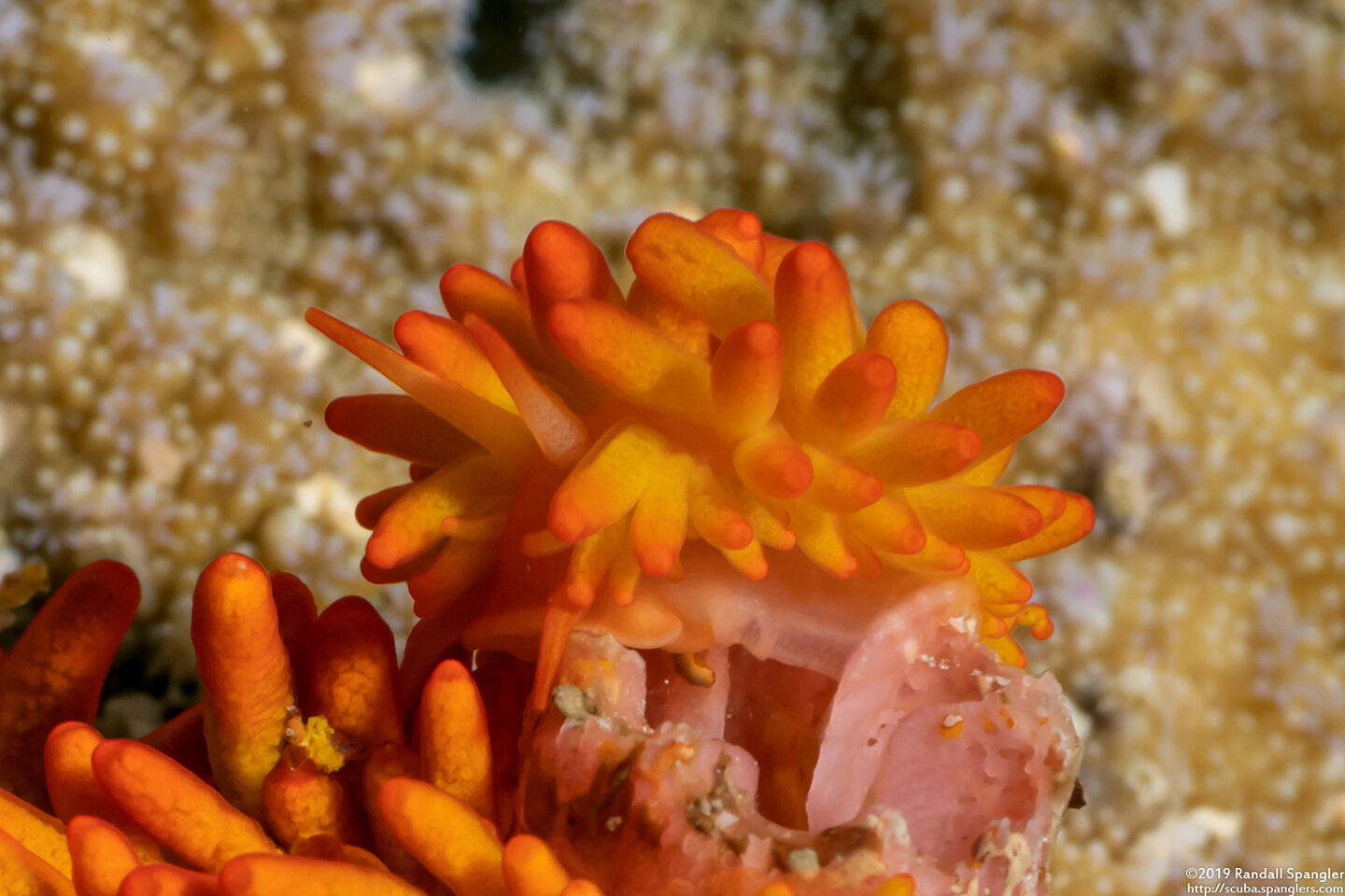 Tenellia melanobrachia (Cup Coral Nudibranch)
