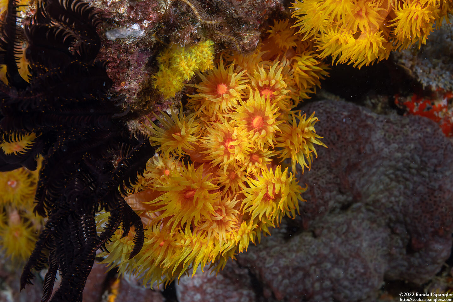 Tubastraea coccinea (Orange Cup Coral)