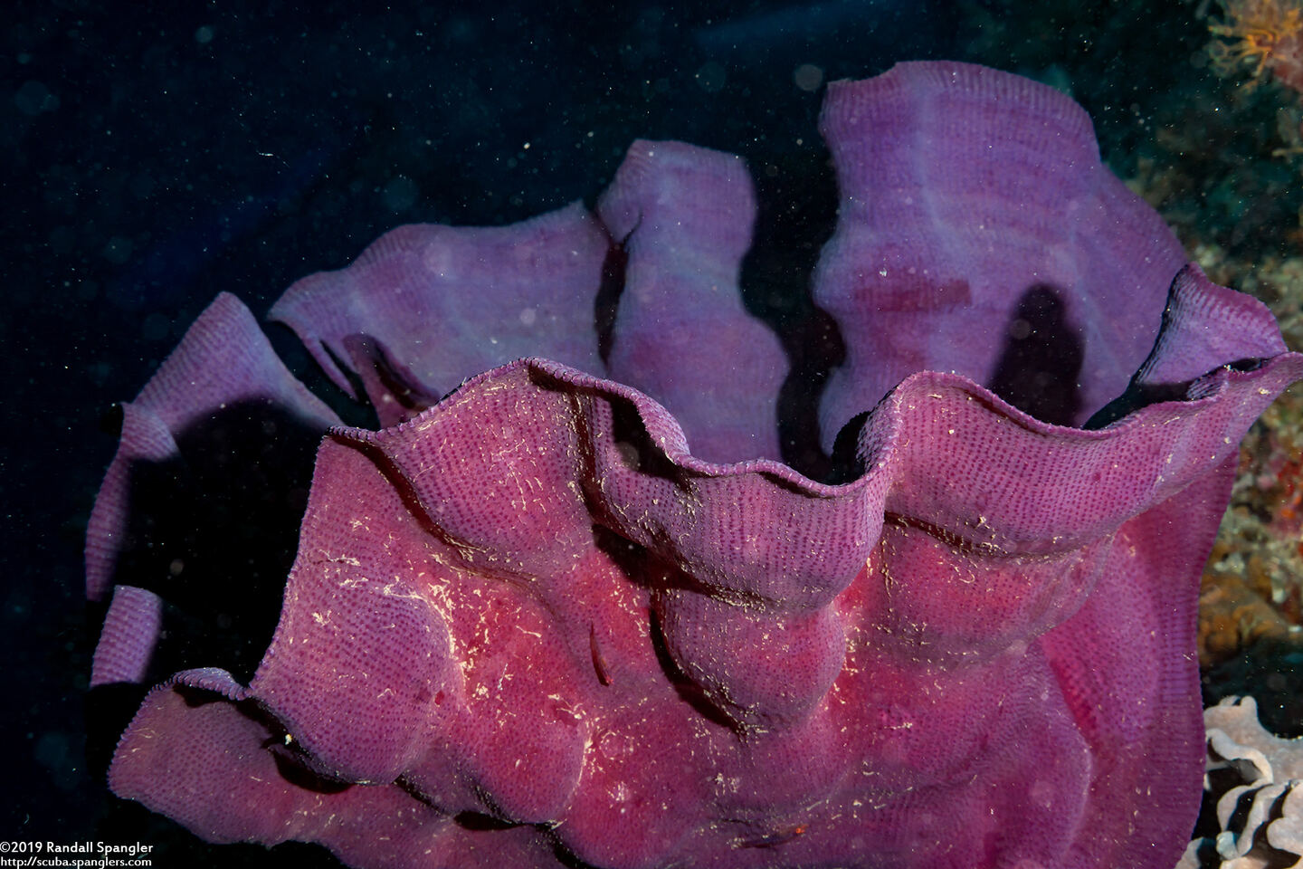 Ianthella basta (Elephant Ear Sponge)