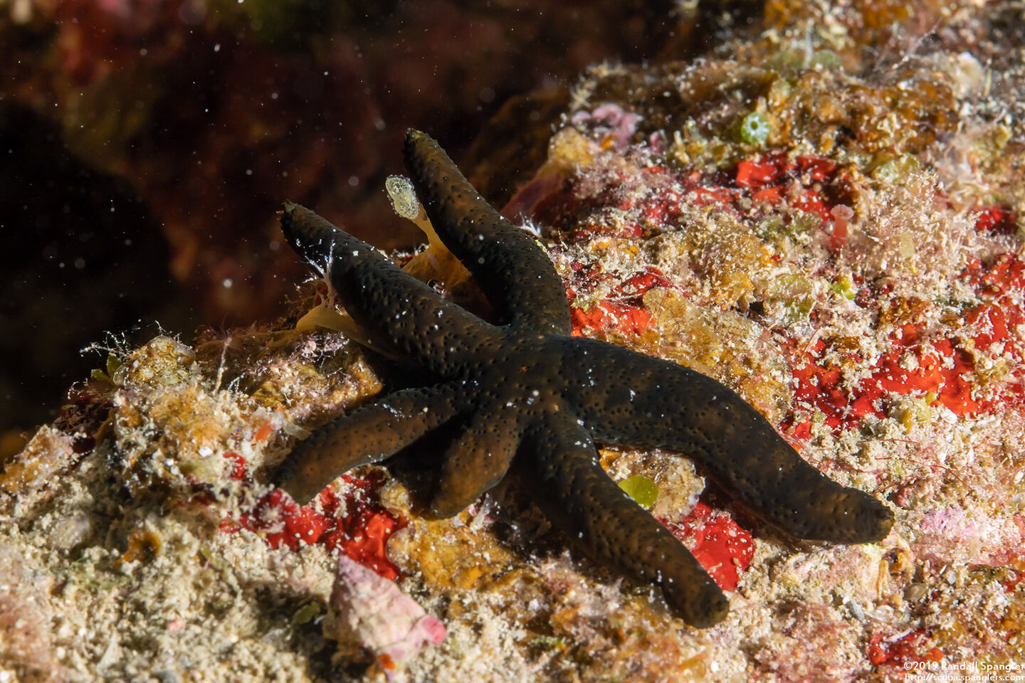 Echinaster luzonicus (Luzon Sea Star)