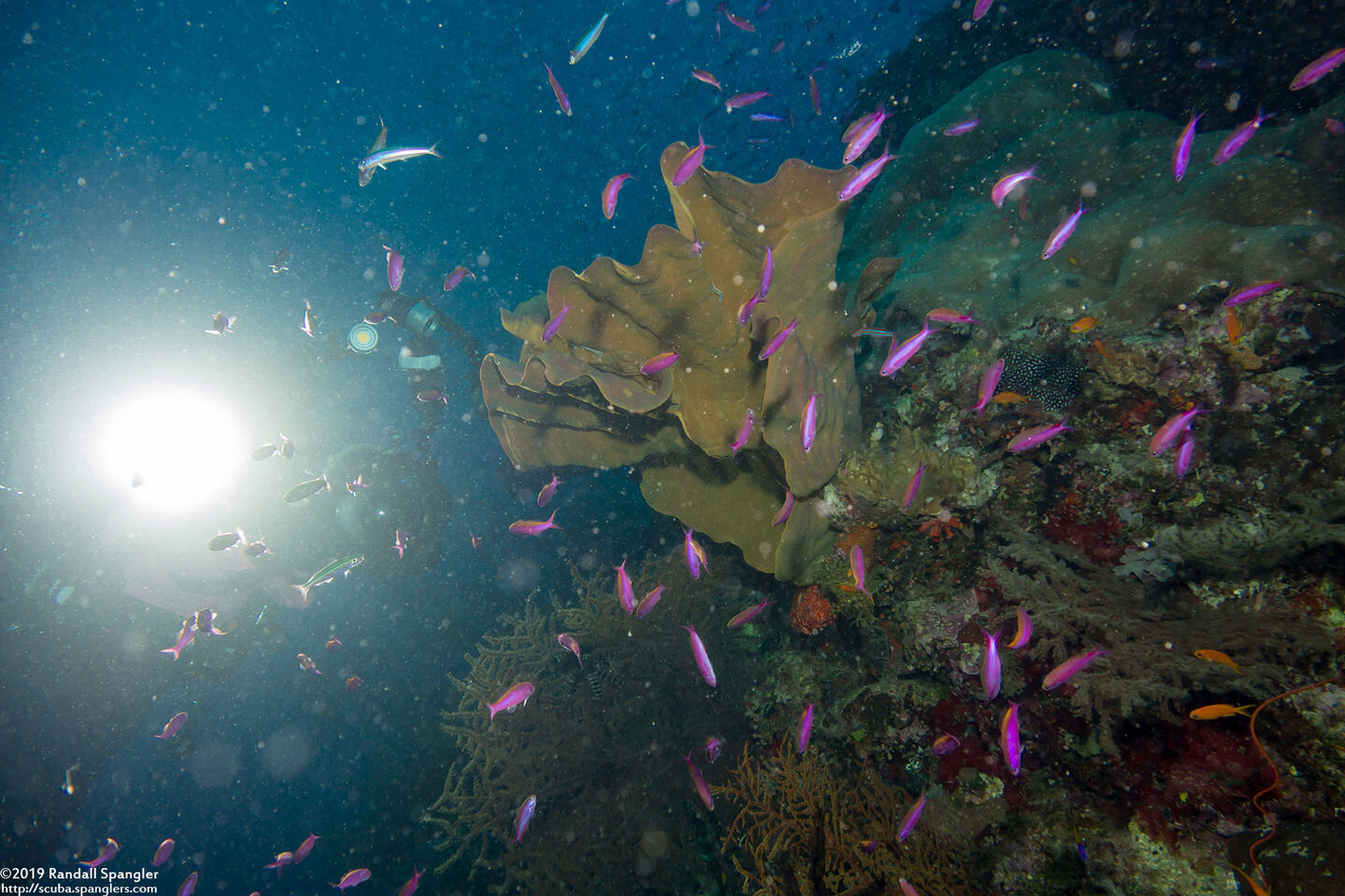 Luzonichthys waitei (Magenta Slender Anthias)