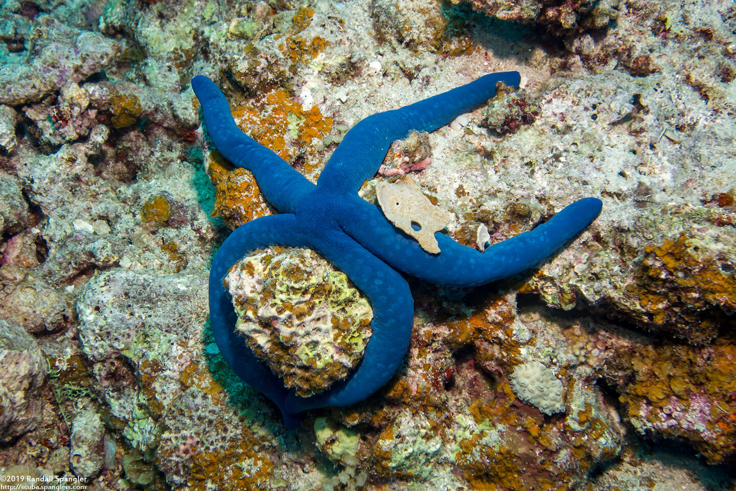Linckia laevigata (Blue Sea Star)