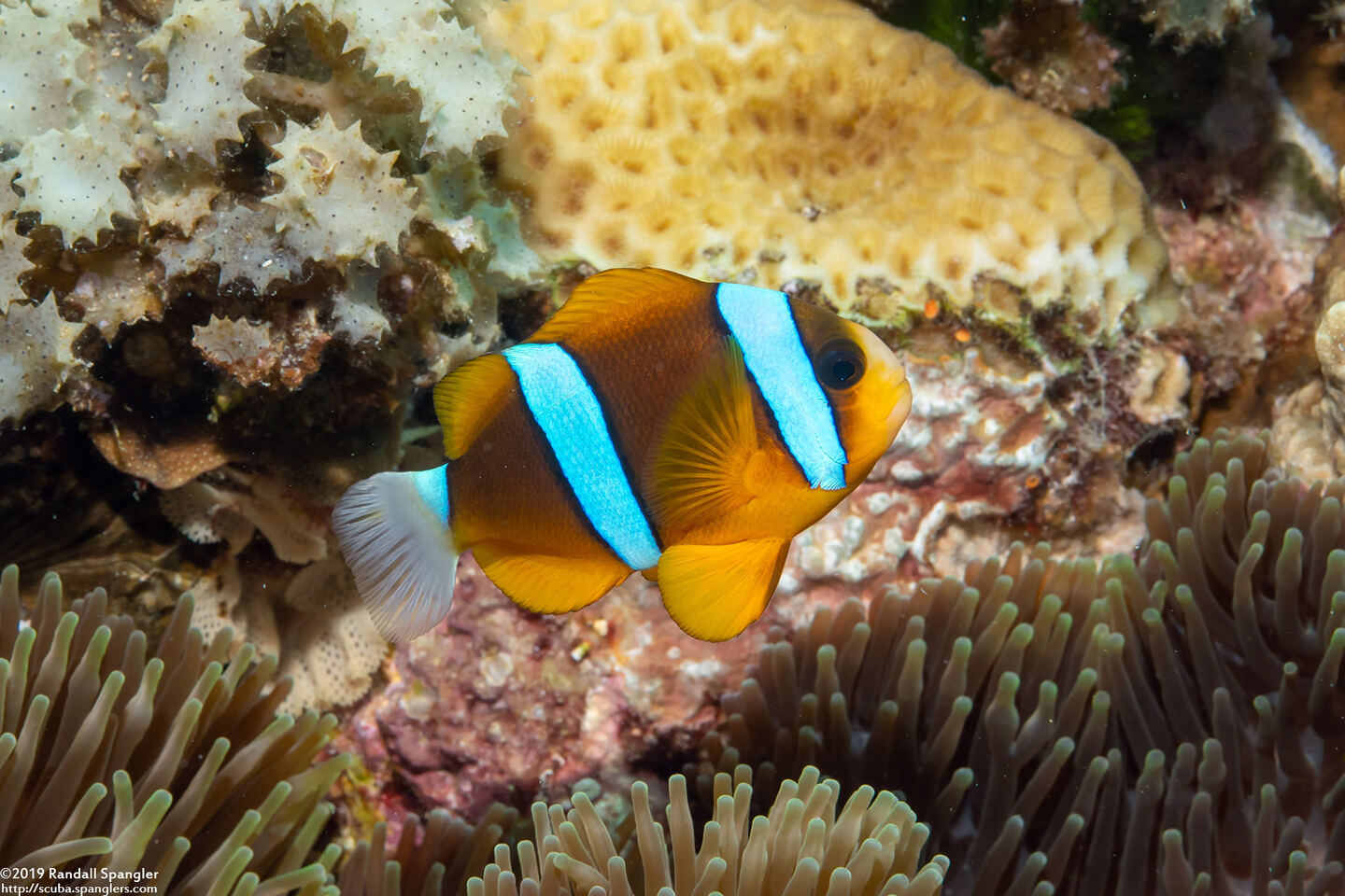 Amphiprion clarkii (Clark's Anemonefish)