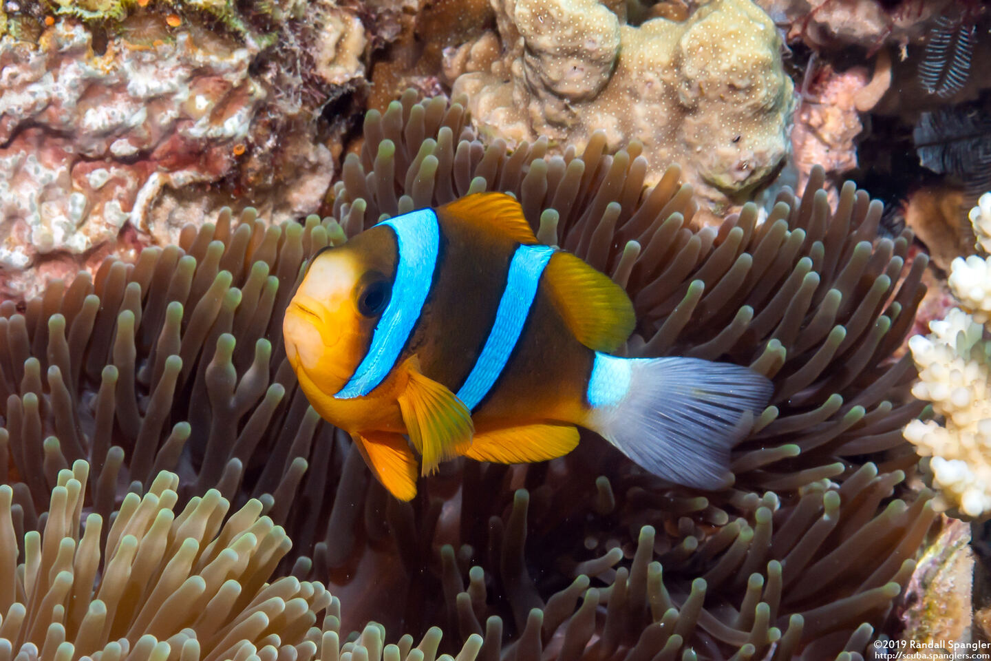 Amphiprion clarkii (Clark's Anemonefish)
