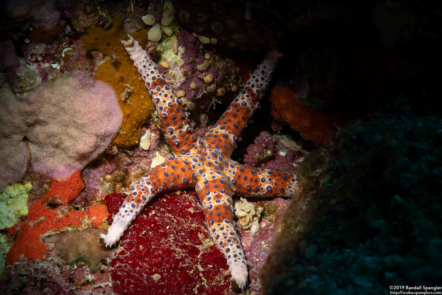 Gomophia watsoni (Watson's Sea Star)