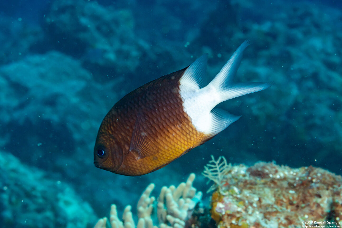 Acanthochromis polyacanthus (Spiny Chromis)