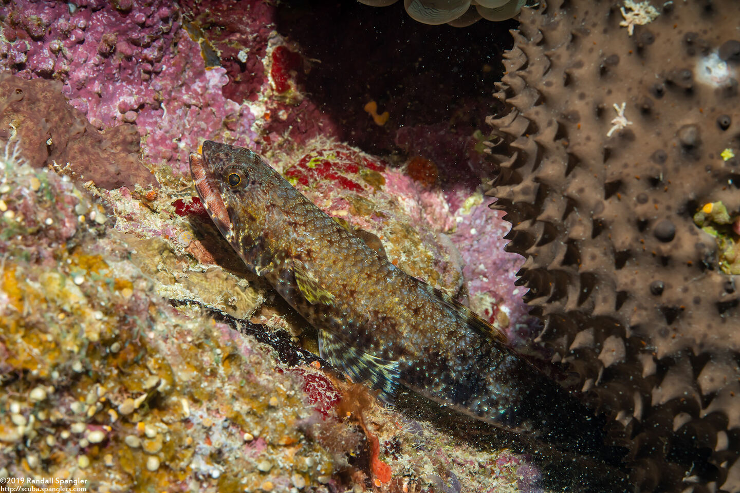 Saurida gracilis (Slender Lizardfish)