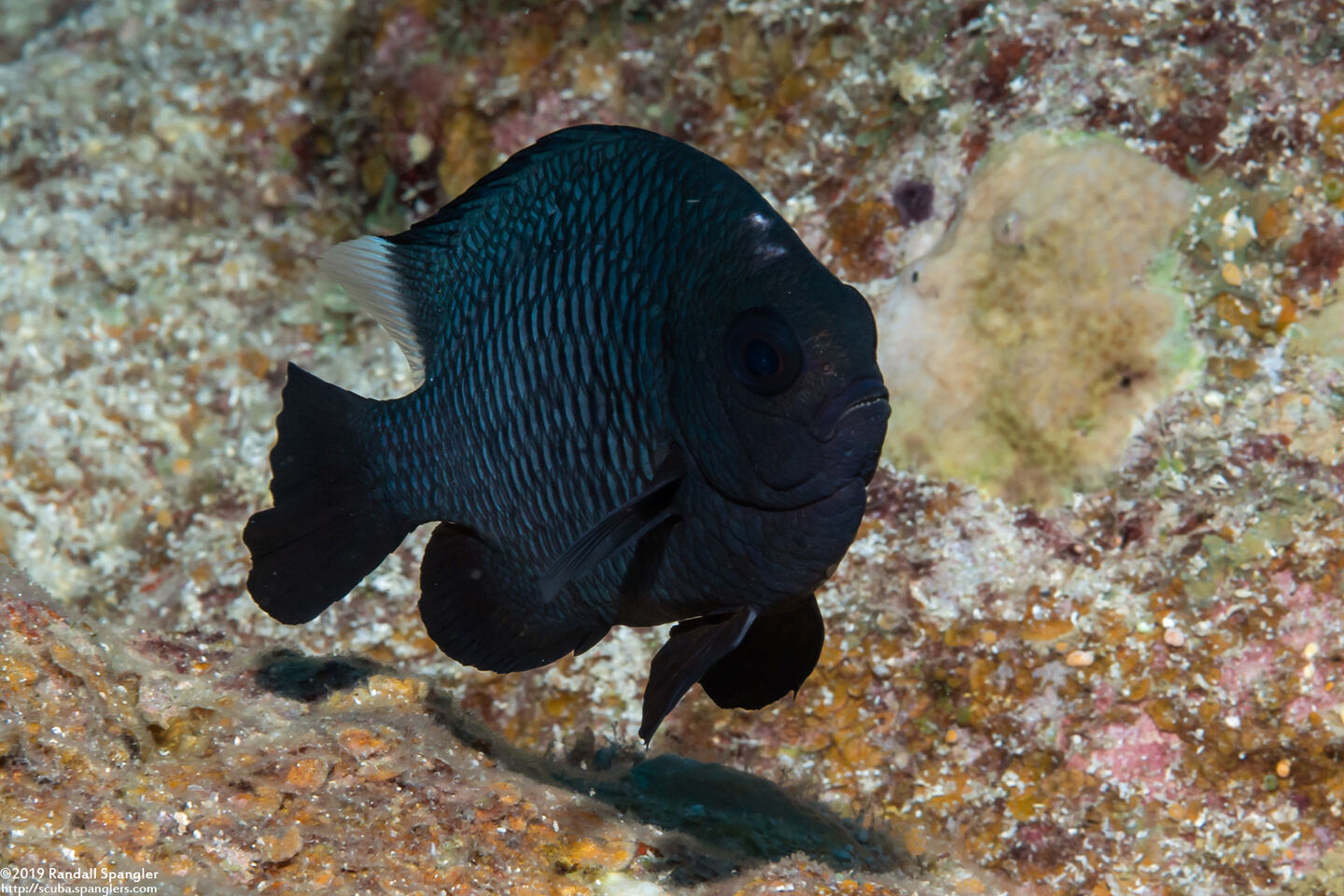 Dascyllus trimaculatus (Threespot Dascyllus)