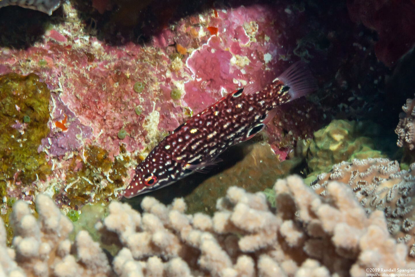 Bodianus dictynna (Redfin Hogfish)