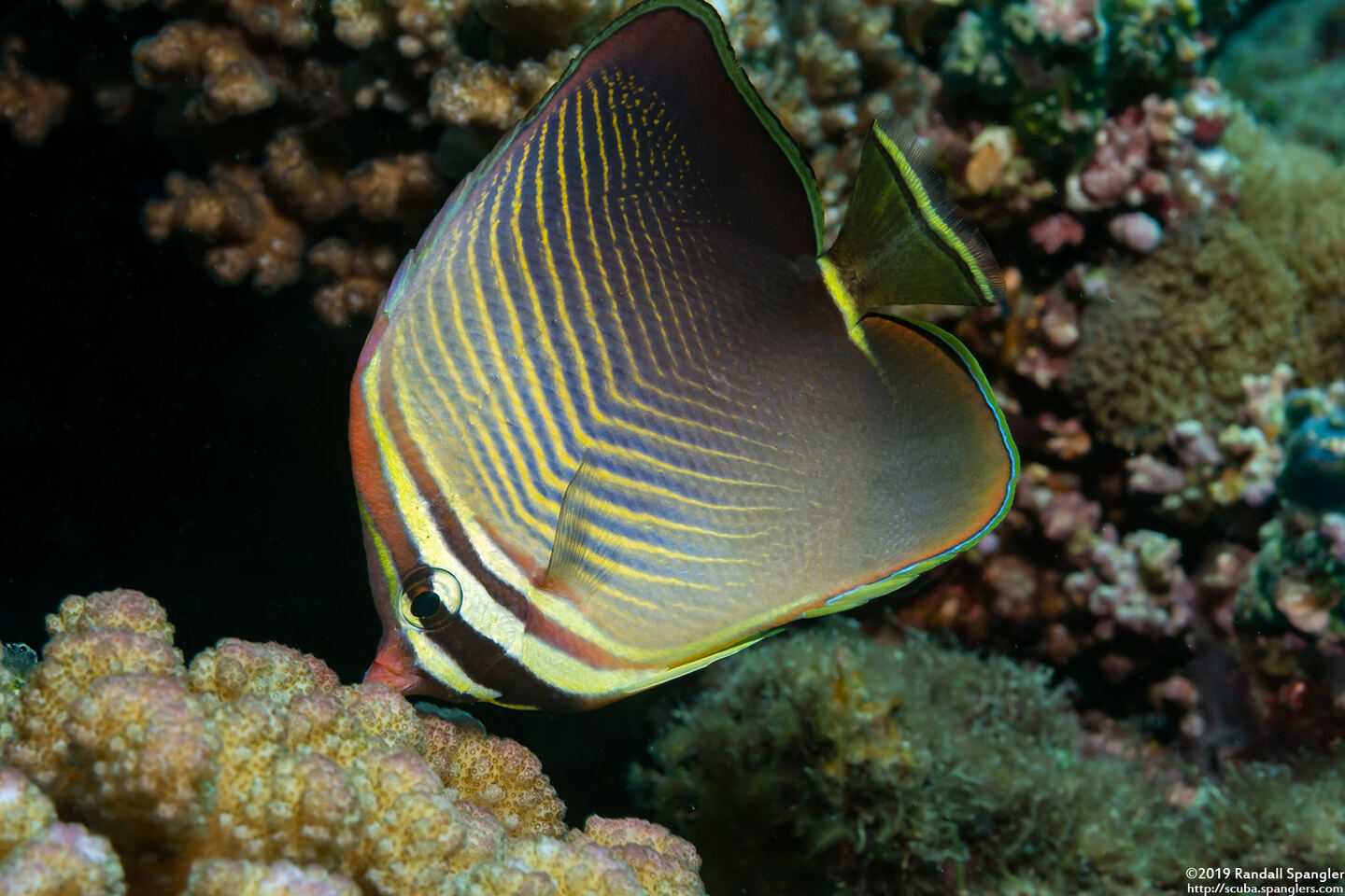 Chaetodon baronessa (Eastern Triangular Butterflyfish)