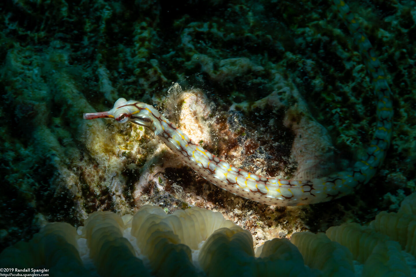 Corythoichthys conspicillatus (Network Pipefish)