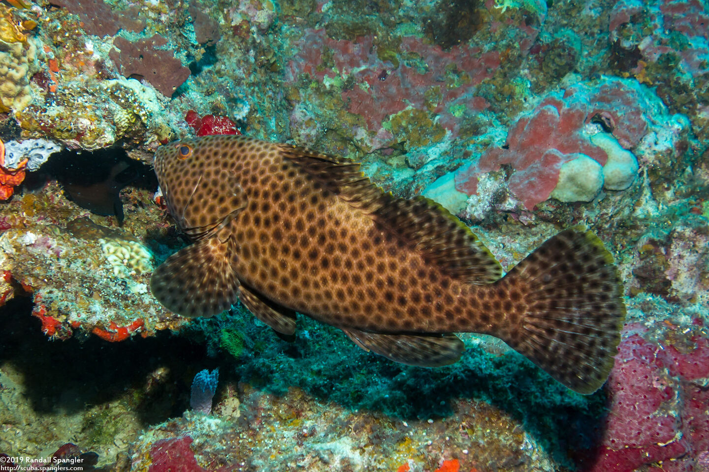Epinephelus maculatus (Highfin Grouper)