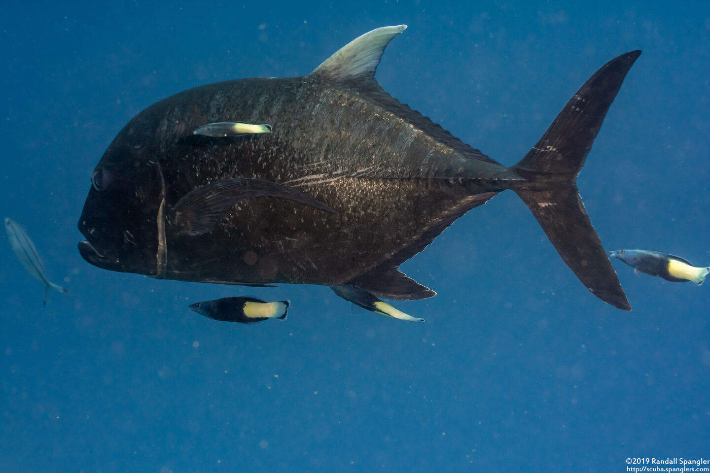 Caranx ignobilis (Giant Trevally)