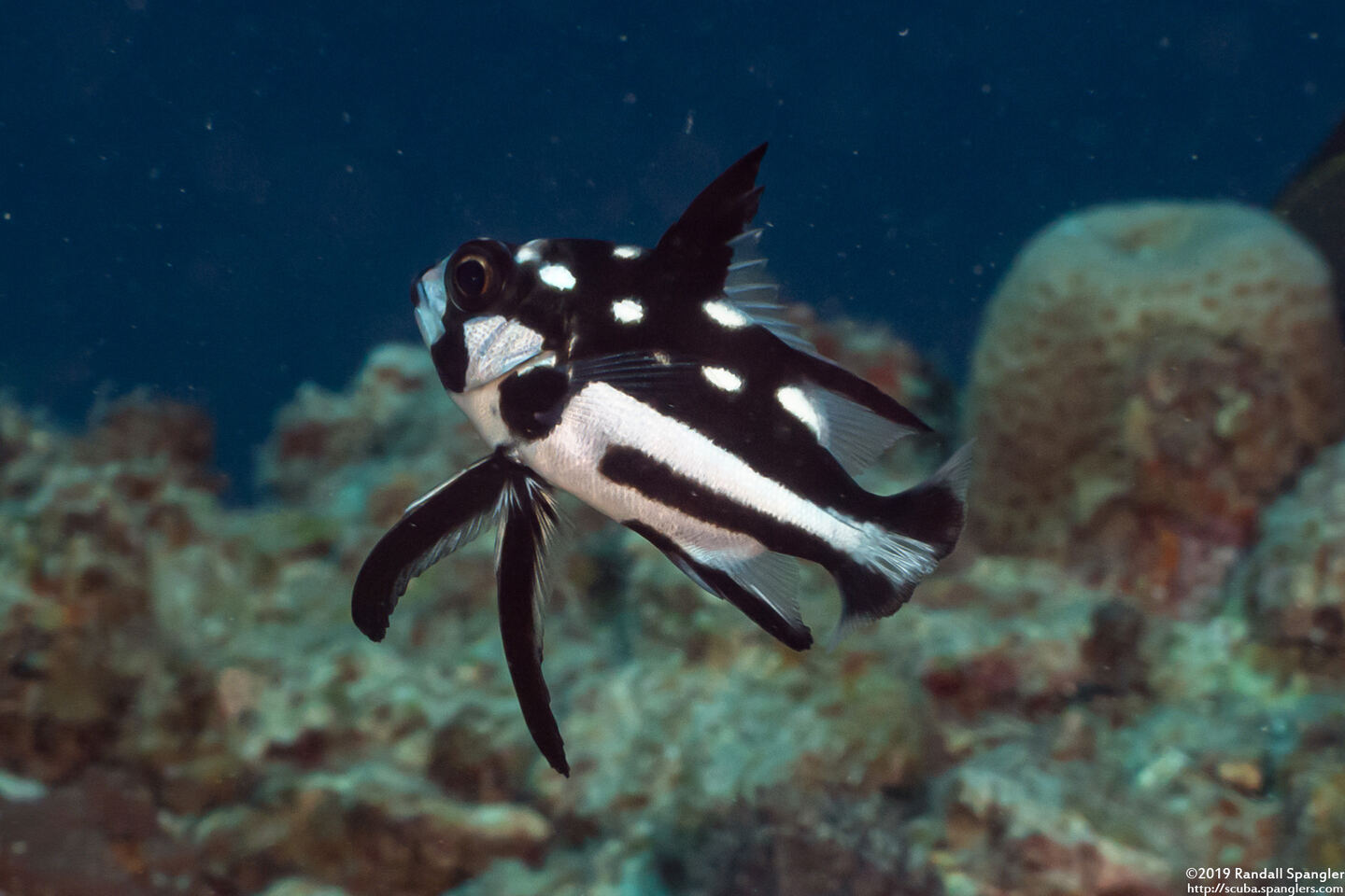 Macolor macularis (Midnight Snapper)