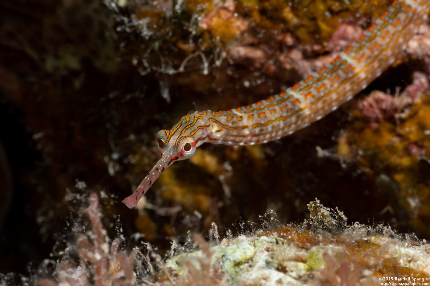 Corythoichthys ocellatus (Orange-Spotted Pipefish)