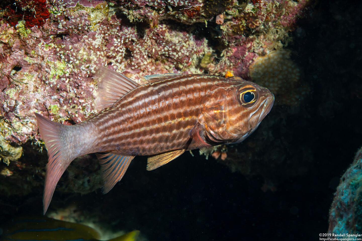 Cheilodipterus macrodon (Tiger Cardinalfish)