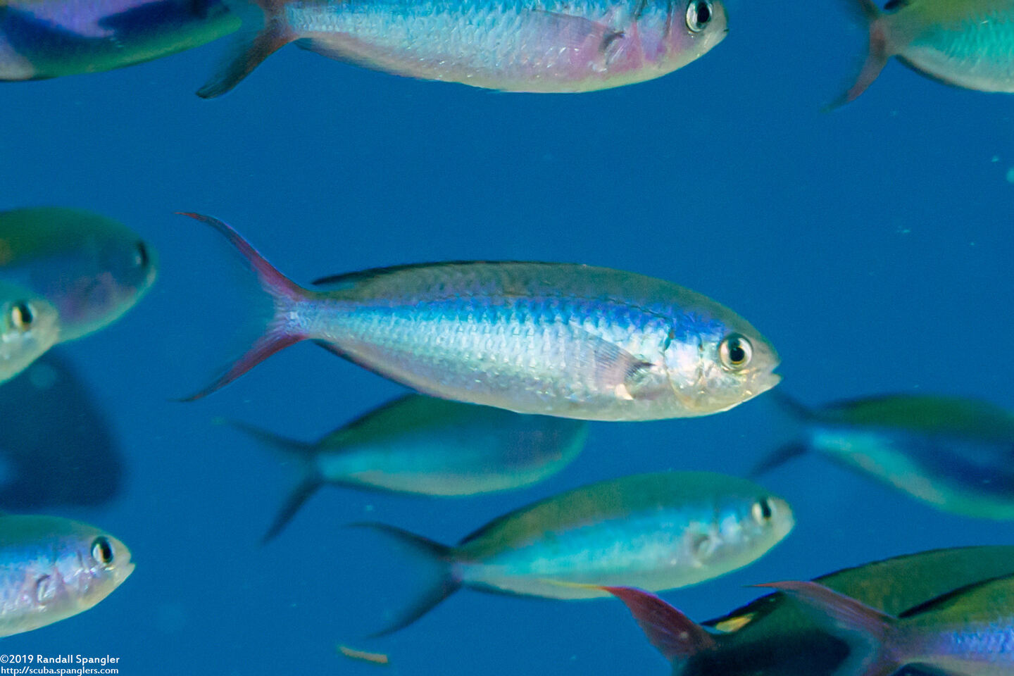 Lepidozygus tapeinosoma (Fusilier Damsel)