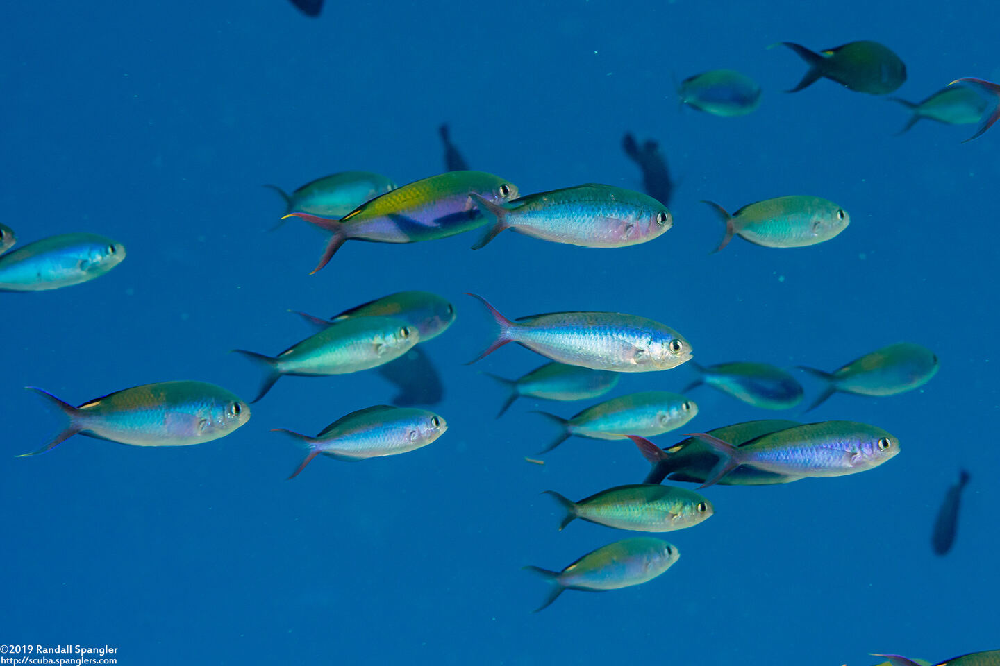 Lepidozygus tapeinosoma (Fusilier Damsel)