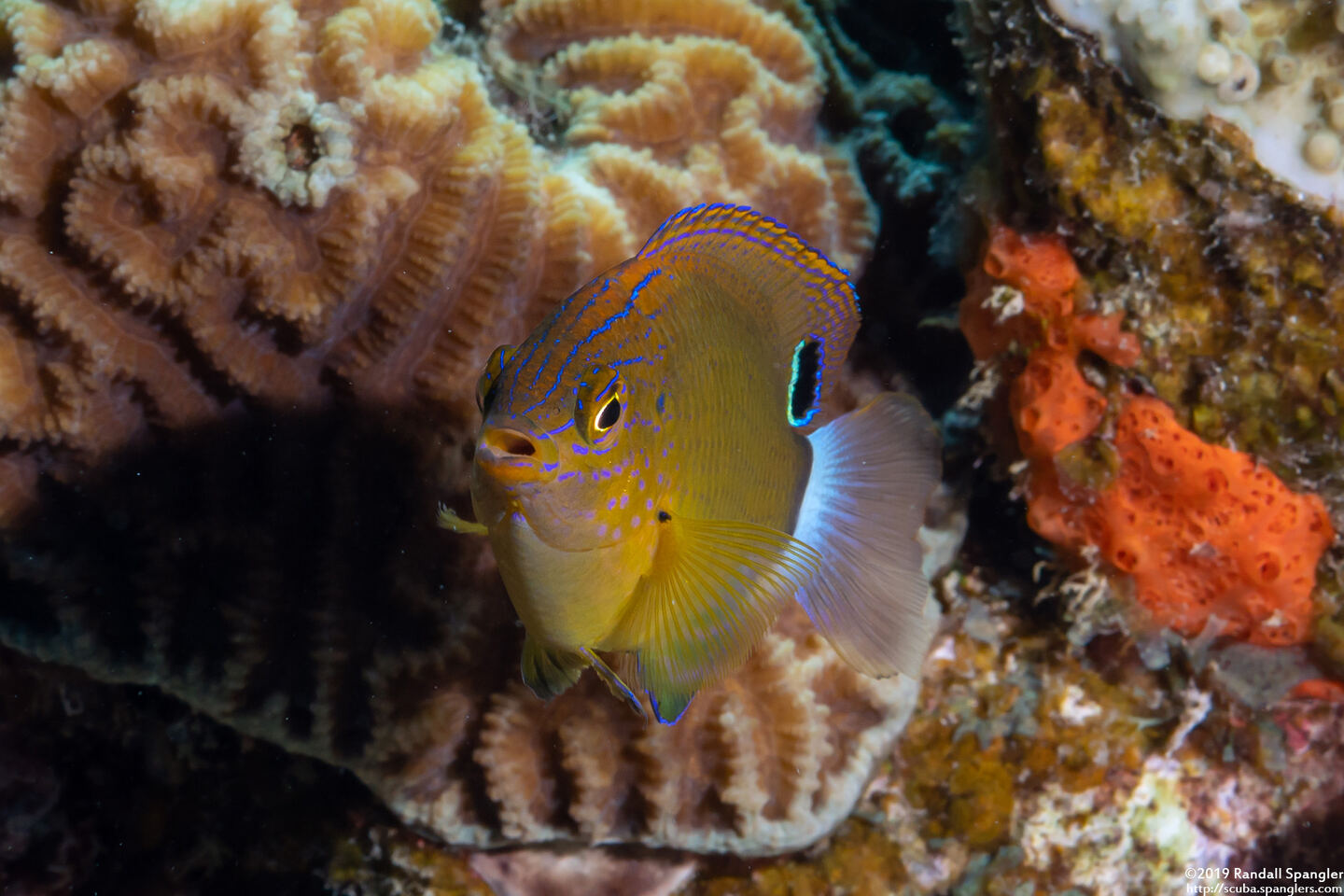 Pomacentrus bankanensis (Speckled Damsel)