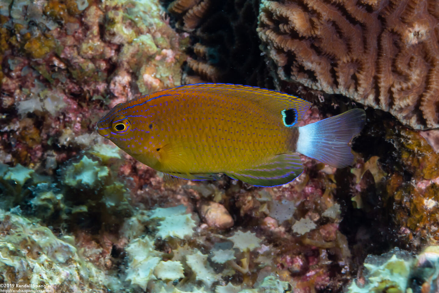 Pomacentrus bankanensis (Speckled Damsel)