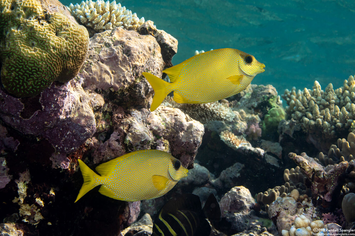 Siganus corallinus (Coral Rabbitfish)