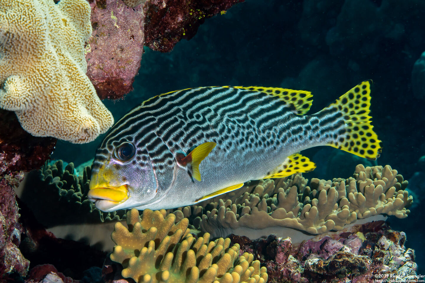 Plectorhinchus lineatus (Diagonal-Banded Sweetlips)
