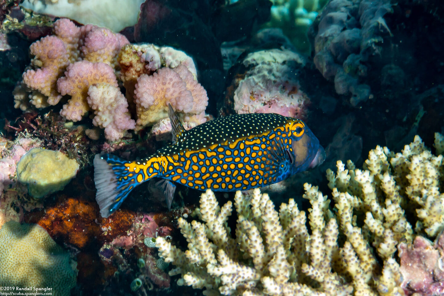 Ostracion meleagris (Spotted Boxfish)