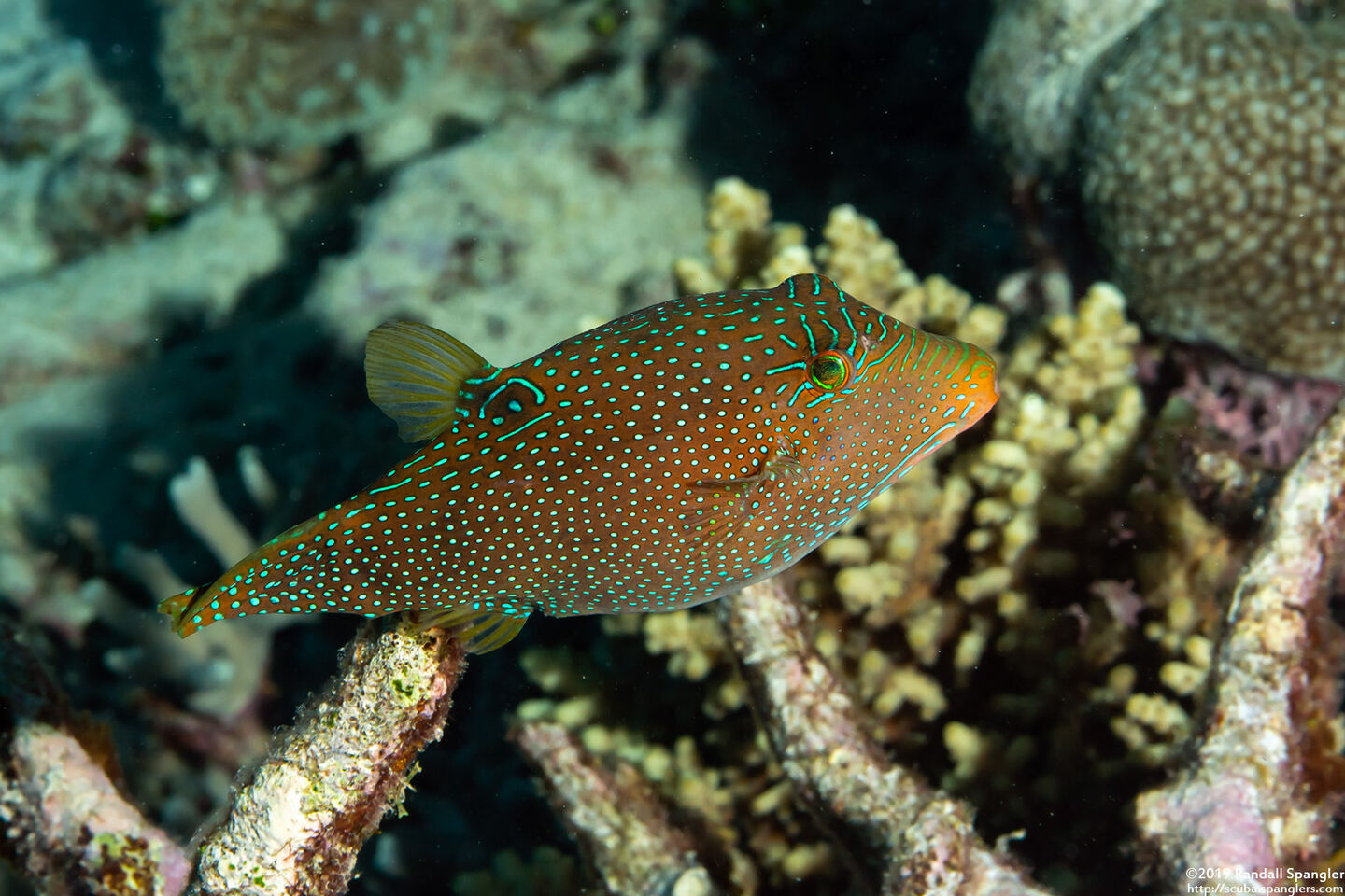 Canthigaster papua (Papuan Toby)