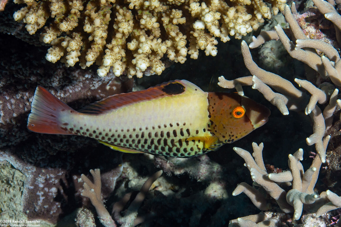 Cetoscarus ocellatus (Spotted Parrotfish)