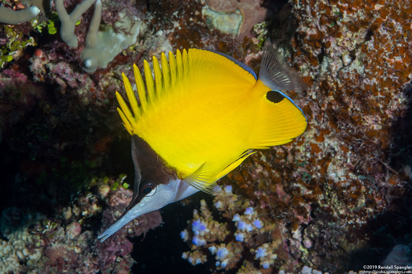 Forcipiger flavissimus (Common Longnose Butterflyfish)